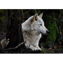 Rompecabezas De Madera Adulto De 1000 Piezas,Wolf Animal Jigsaw Puzzle Difícil Duro Rompecabezas Grande Rompecabezas Premium Cartón Diy Puzzle...     
