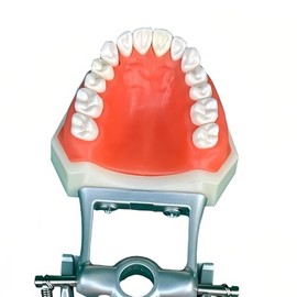 Modelo de dientes tipodonto dental, con 32 piezas de dientes removibles compatibles con Kilgore Nissin 200 tipo para enseñanza, práctica y estudio