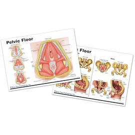 Blue Tree Publishing Pelvic Floor Chart for physical therapists PT, Ocupational therapists OT Female Pelvis Model with Pelvic Floor Muscles Perineal Chart