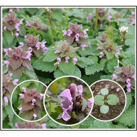 EdenWilds 25 Organic Purple Dead-Nettle Seeds ~Lamium purpureum Archangel Free US Shipping