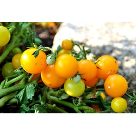 Yellow Balcony Tomato Seeds 50+ Seeds for Planting Indoors and Outdoors