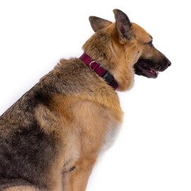 Country Brook Petz - Vibrant 25+ Color Selection - Deluxe Nylon Dog Collar and Leash (Small, 3/4 Inch Wide, Burgundy)