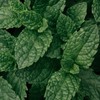 GranAroma Peppermint Leaf Powder, Refreshing Herbal Tea, Cooking & Baking