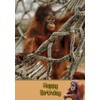 Orangutan Birthday Card