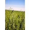Hale Habitat & Seed Forage Oat Food Plot Seed (50