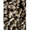Ripkitty Moringa Oleifera (Tree of Life) Wingless Seeds Planting Nuts