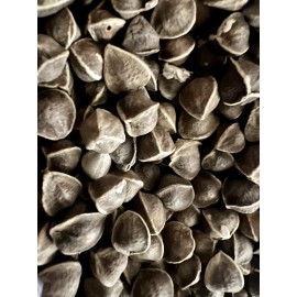 Ripkitty Moringa Oleifera (Tree of Life) Wingless Seeds Planting Nuts FREE S/H! - 4 Oz