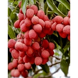 Unbranded Lychee tree Mauritius air layered 3ft tree.