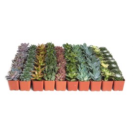 Shop Succulents Assorted Succulent Plant Pack Bulk Collection - Live Mini Succulent Plants, Low Maintenance, Mixture of Colors & Textures - Wedding and Party Favors, Gift & Garden, Pack of 32