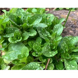 TomorrowSeeds - Dutch Corn Salad (Mache or Lamb's Lettuce) Seeds - 1500+ Count - for 2026 Planting Lamb's Lettuce Mache Rapunzel Green Spinach Bakleh Doucette Fetticus Garden Vegetable Grow Your Own