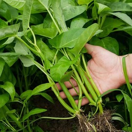 1200+ Kong Xin CAI Vegetable Seeds Water Spinach Kangkong Delicious Vegetable Seeds for Green Leaf Planting Garden Non-GMO Choy Ong Seed