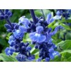 250 Blue Bedder Sage Flower Seeds Salvia Farinacea