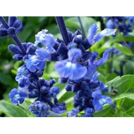 250 Blue Bedder Sage Flower Seeds Salvia Farinacea
