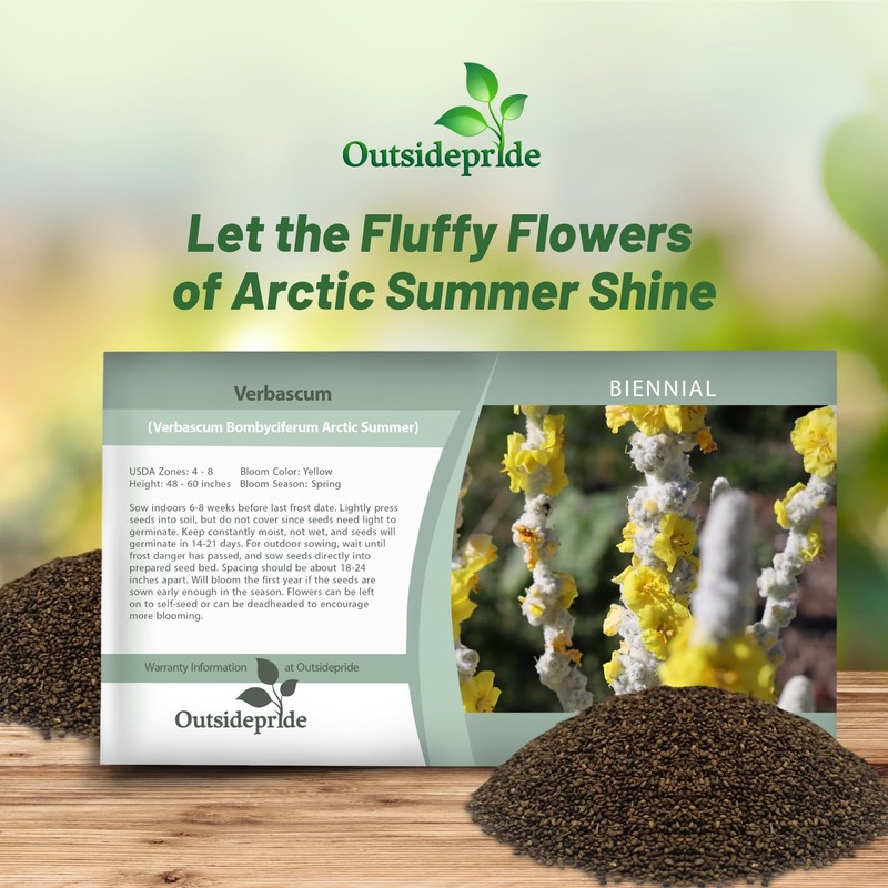 Outsidepride Arctic Summer Mullein Seeds for Planting - 250 Pcs