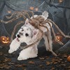 bogbago Disfraz de araña para Perro, Divertido Disfraz para Perro