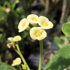 Lutea Dwarf Crown of Thorns Live Plant Euphorbia Pastel Yellow Flower Cactus-Like Succulent Starter Size 4 Inch Pot Emerald R