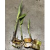 Sugarcane 3 pcs Sugarcane Cutting Sweet Tropical Live Plant Ready