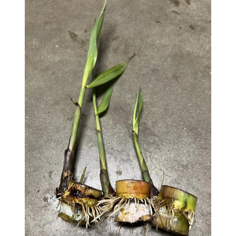Sugarcane 3 pcs Sugarcane Cutting Sweet Tropical Live Plant Ready