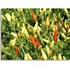 Shimaka Shichimi Shima Ginger 0.4 oz (12 g)