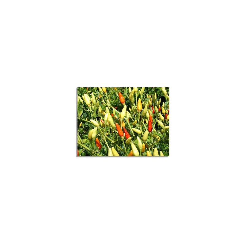 Shimaka Shichimi Shima Ginger 0.4 oz (12 g)