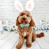 Babole Pet Easter Dog Collar with Bow Tie - Adjustable