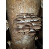 Foragers Table Gourmet Mushroom Growing Kit Bundle Containing Lion's Mane