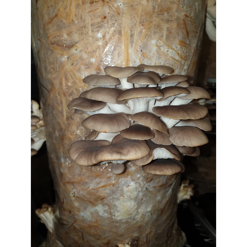 Foragers Table Gourmet Mushroom Growing Kit Bundle Containing Lion's Mane