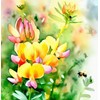 Lotus corniculatus (Bird's Foot Trefoil) Flower Seeds, Eye-Catching Appearance, Long-Lasting