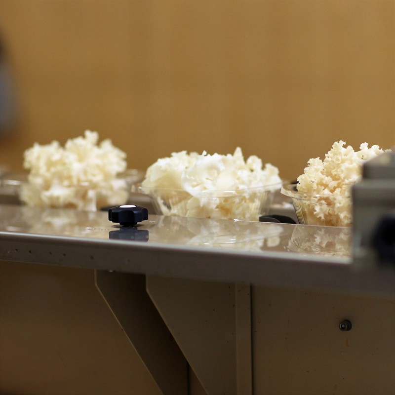 Hanabiratake, 2.8 oz (80 g), 10 Bags, km04, Made in