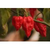 Fresh Ghost Pepper Bhut Jolokia Red 2024 15+ Organic Seeds