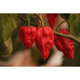 Fresh Ghost Pepper Bhut Jolokia Red 2024 15+ Organic Seeds