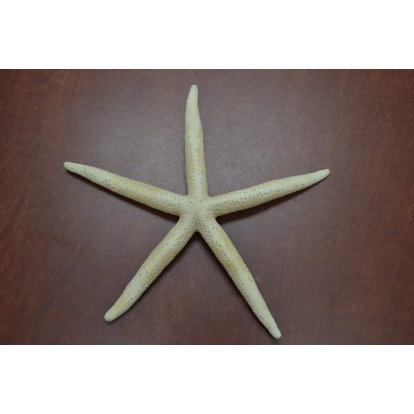 BLEACHED WHITE PENCIL FINGER STARFISH STAR SEA SHELL 6" -