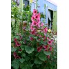 Freshseed Hollyhock seeds fresh crop for 2025 packet of 50