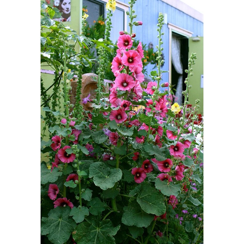 Freshseed Hollyhock seeds fresh crop for 2025 packet of 50