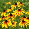 TomorrowSeeds - Gloriosa Daisy Seeds - 4500+ Count - for