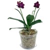 6" Slotted Clear Orchid Pots by rePotme - 6 Pack