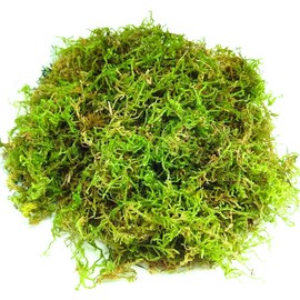 Natural Sphagnum Moss 200g Artificial Moss Decoration Forest Moss Dried Moss for Potted Plants Craft Moss Orchid Soil Medium for Terrarium Decor Reptile Snails Gecko Snake Turtles Substrate Habitat