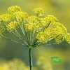 Natura d'Oriente Wild Fennel Blossom 75g