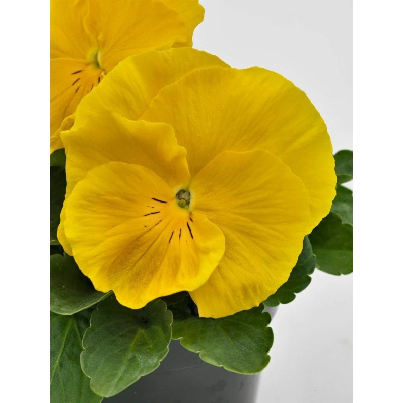 Pansy Seeds Inspire Yellow 50 Seeds