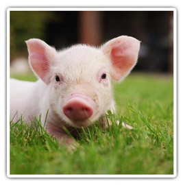 Square Stickers (Set of 2) 7.5cm - Cute Pink Baby Pig Piglet Farm Animal #8132
