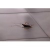 Bayer Repelente Ultrasónico Para Plagas Bayer Max Force 110v -