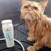 Artero 4 Cats Shampoo 9oz