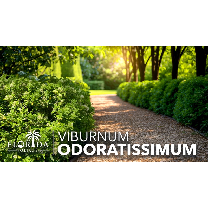 Viburnum Odoratissimum | 3 Live Plants | Viburnum odoratissimum |