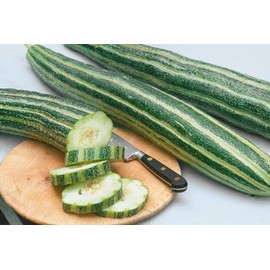 25 Armenian Stripped Cucumber Seeds Organic Non GMO Heirloom USA Harvested pollinator bee Butterfly