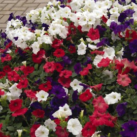 Petunia - Easy Wave Flower Garden Seed - 100 Pelleted Seeds - Flag Mix Blooms - Annual Flowers - Spreading Low Growing Petunias
