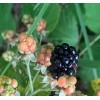 Unbranded 5-Southern Wild Blackberry Bush Live,Starter Plants Bare Root Edible