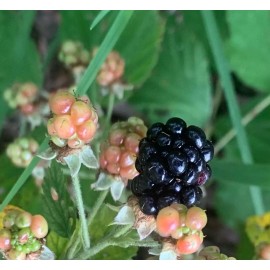 Unbranded 5-Southern Wild Blackberry Bush Live,Starter Plants Bare Root Edible Fruit