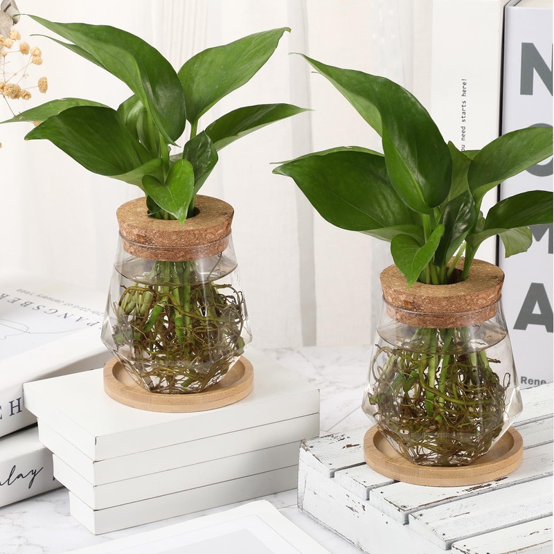 Baderke 12 Packs Propagation Vases for Plants Plastic Plant Propagation
