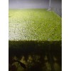 Duckweed (1000+) High Quality Floating Indoor Grown Aquarium Plant