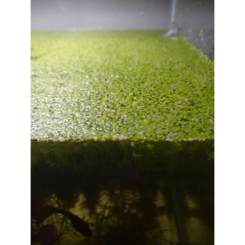 Duckweed (1000+) High Quality Floating Indoor Grown Aquarium Plant